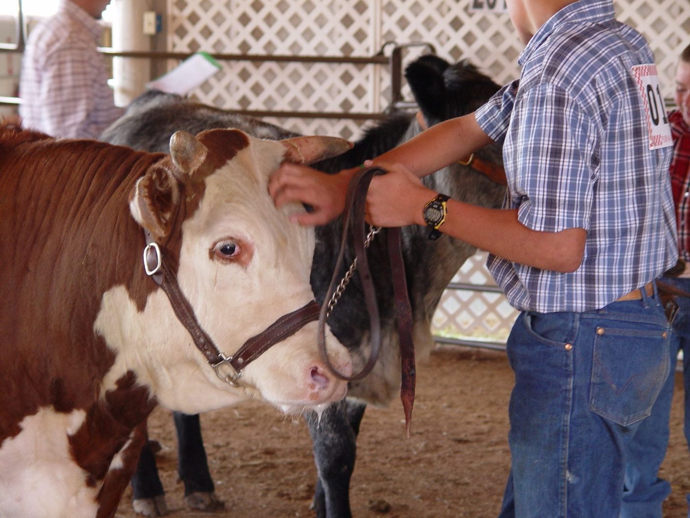 A young 4-H exhibitor haltering a Hereford steer in the show ring at the Teller County Fair